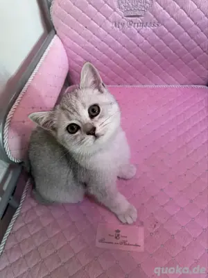 Wunderschöne BKH Katze mit Stammbaum! Bild 3