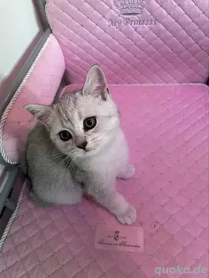 Wunderschöne BKH Katze mit Stammbaum! Bild 4