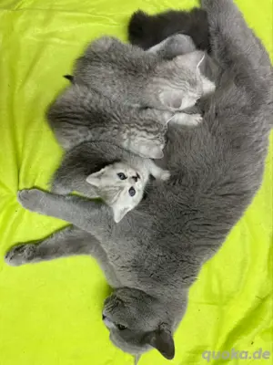 Wunderschöne BKH Katze mit Stammbaum! Bild 5