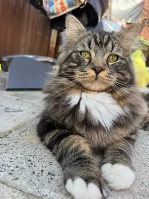 Perser Katze Bild 3