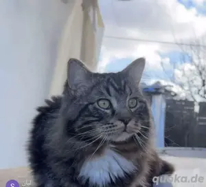 Perser Katze