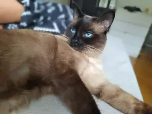 Siam Deckkater 2Jahre alt 