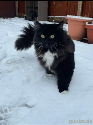 perser katze