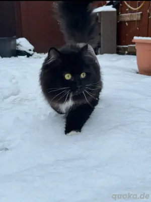 perser katze Bild 3