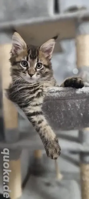 Kleine Maine Coon Schätze warten auf dich