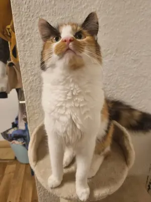 Katze ( Bonny) sucht neues Zuhause 