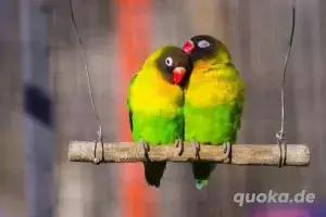 Pfirsichköpfchen Agaponiden schwarzkopf Vogel 