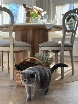 BKH Katze Dame Blue Lilac  Bild 2