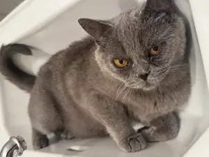 BKH Katze Dame Blue Lilac  Bild 6