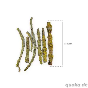 Flechten   Lichen Äste für Asseln, Tausendfüßer, Gespenstschreck Bild 3