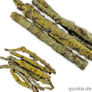 Flechten   Lichen Äste für Asseln, Tausendfüßer, Gespenstschreck