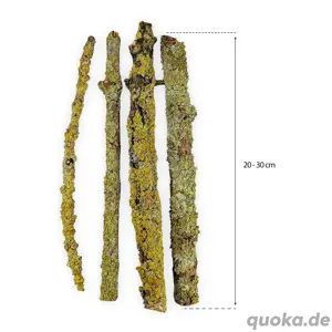 Flechten   Lichen Äste für Asseln, Tausendfüßer, Gespenstschreck Bild 4