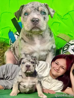 American Bully