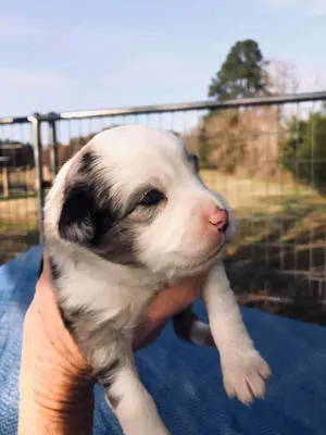 Australische Schäferhund-Welpen sind zur Reservierung verfügbar