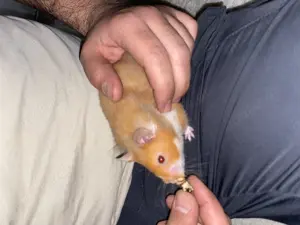 Teddy Hamster handzahm  Bild 5