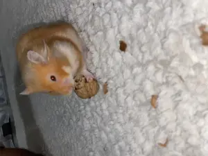 Teddy Hamster handzahm  Bild 3