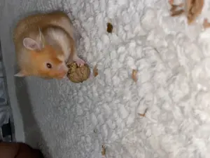 Teddy Hamster handzahm  Bild 4