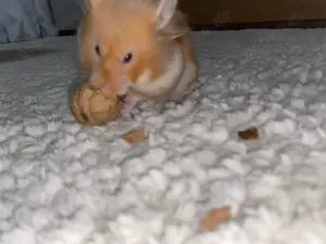 Teddy Hamster handzahm  Bild 2