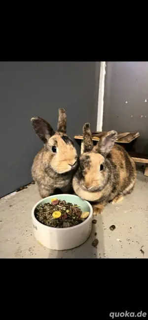(2 Kaninchen) Sie suchen ein neues Zuhause.