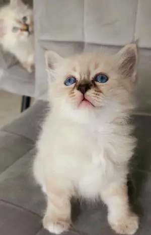 Heilige birma kitten 