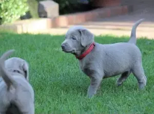 Silber Labrador Welpen mit Papieren