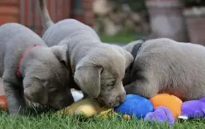 Silber Labrador Welpen mit Papieren