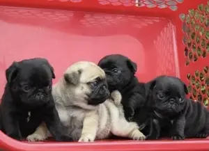 Mops Welpen für ein Haustier liebevolles zuhause