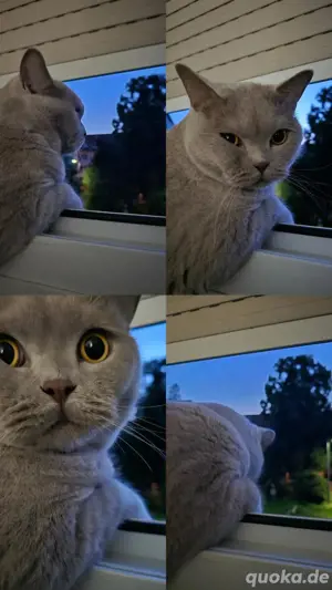 Kater zum abgeben 