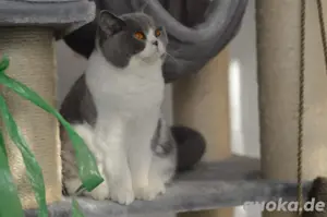 Kuschelmaus Esme sucht für immer Zuhause 