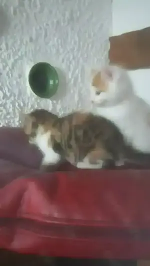Zauberhafte Main-Coon  Kätzchen rotes Tigerchen mit weiß sowie rot-weiß Bild 5