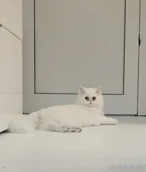 Perser Chinchilla Kätzchen Junge