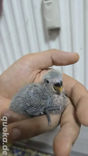 Rosenköpfchen Babys papagei vogel handzahm  Bild 4