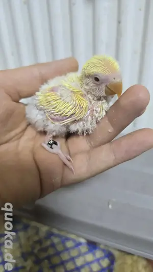 Rosenköpfchen Babys papagei vogel handzahm  Bild 3
