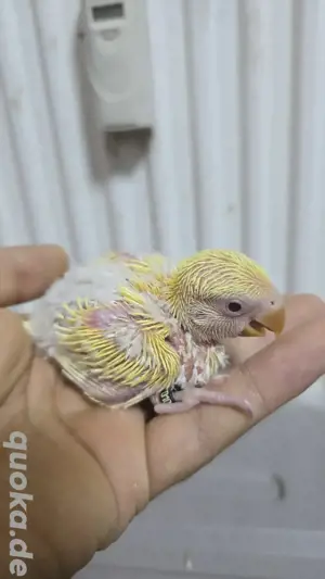 Rosenköpfchen Babys papagei vogel handzahm  Bild 5