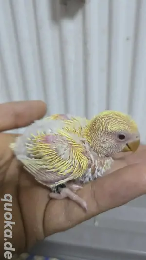Rosenköpfchen Babys papagei vogel handzahm  Bild 6