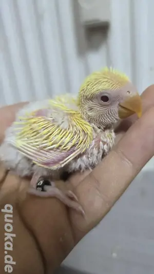 Rosenköpfchen Babys papagei vogel handzahm  Bild 2