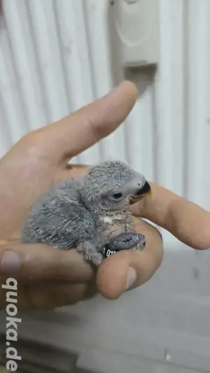 Rosenköpfchen Babys papagei vogel handzahm  Bild 7
