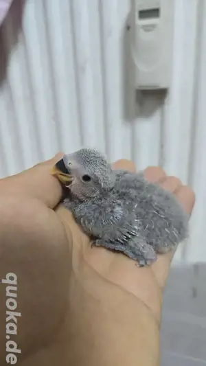 Rosenköpfchen Babys papagei vogel handzahm 