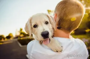 Hundesitter mobile Hundebetreuung + Führung