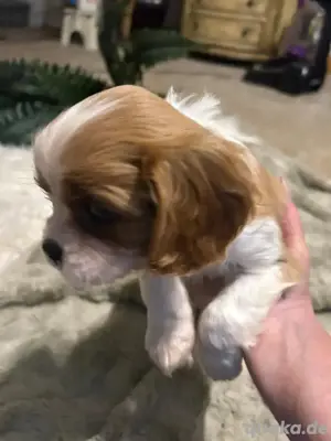 Der erstaunliche King Charles Cavalier wird Ihnen in Ihrem ewigen Zuhause Freude bereiten