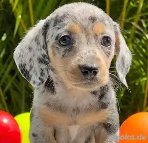 Hallo, ich bin Timmy! Ich bin ein 14 Wochen alter Dackel