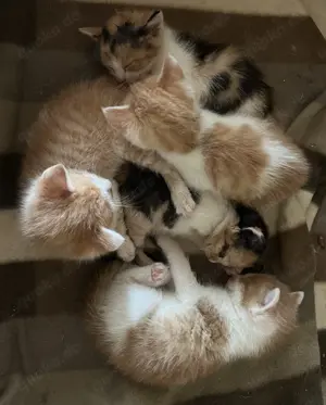 Kitten katzenbabys Kater rot weiß 