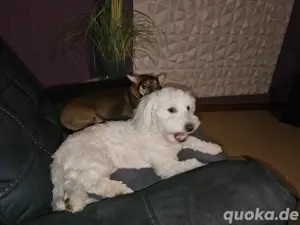 Bichon Frise Welpe 
