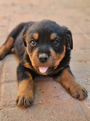 Rottweilerwelpen