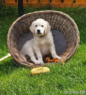 Traumhaft schöne Golden Retriever Welpen   