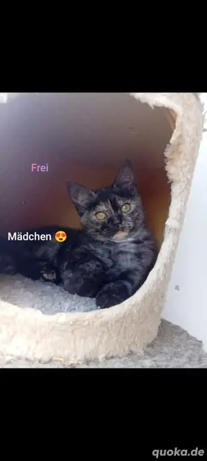 BKH käzchen