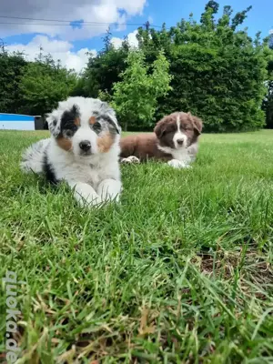 Australian Shepherd Welpen 