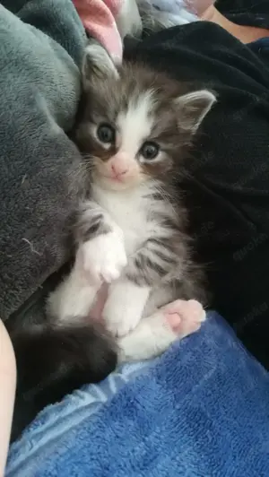 Main Coon Kitten Mix Bild 3