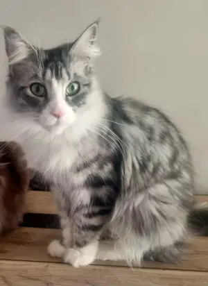 Main Coon Kitten Mix Bild 4