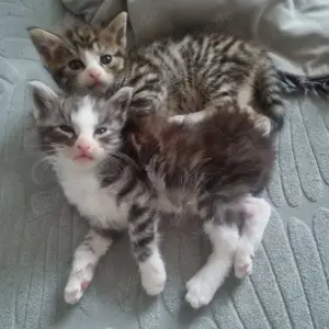 Main Coon Kitten Mix Bild 5